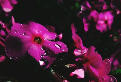 Close-up of pink flower