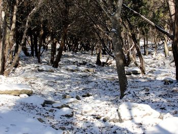 Snow covered trees in forest