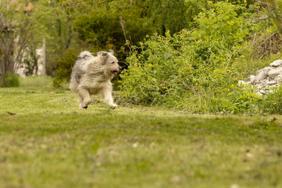 Dog running on grass