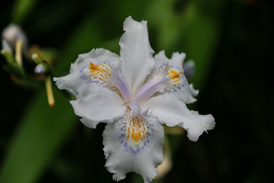 Close-up of white iris flower blooming at park