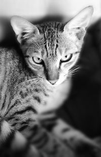Close-up portrait of cat