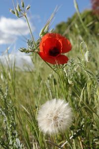 Close-up of red poppy flowers growing on field