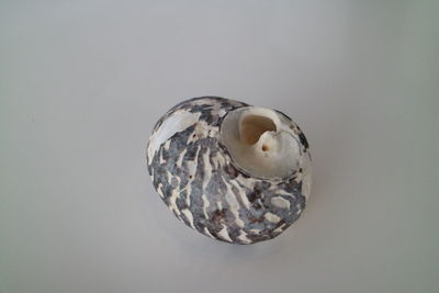 Close-up of shell over white background