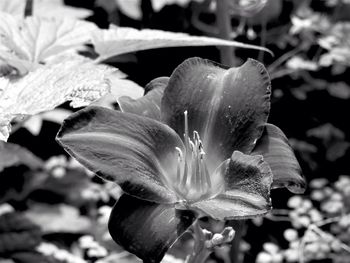 Close-up of flower blooming outdoors