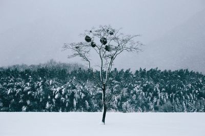 Trees against sky