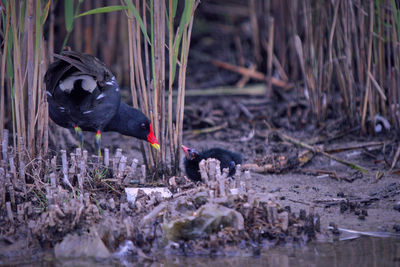 Black swan in a water