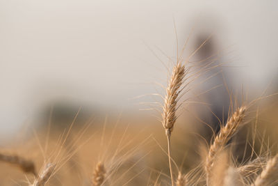 Close-up of wheat growing on field against sky