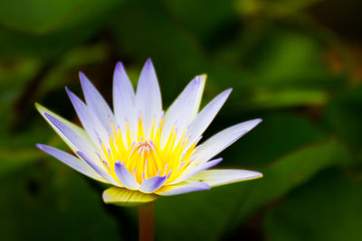 Close-up of water lily