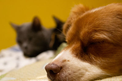 Close-up of a dog looking away