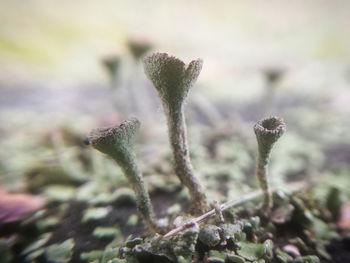 Close-up of flowering plant