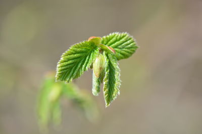 Close-up of green leaves on plant