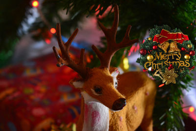 Close-up of deer