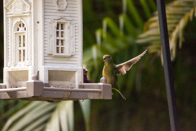 Female painted bunting passerina ciris bird on a bird feeder in naples, florida.