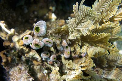 Close-up of coral in sea