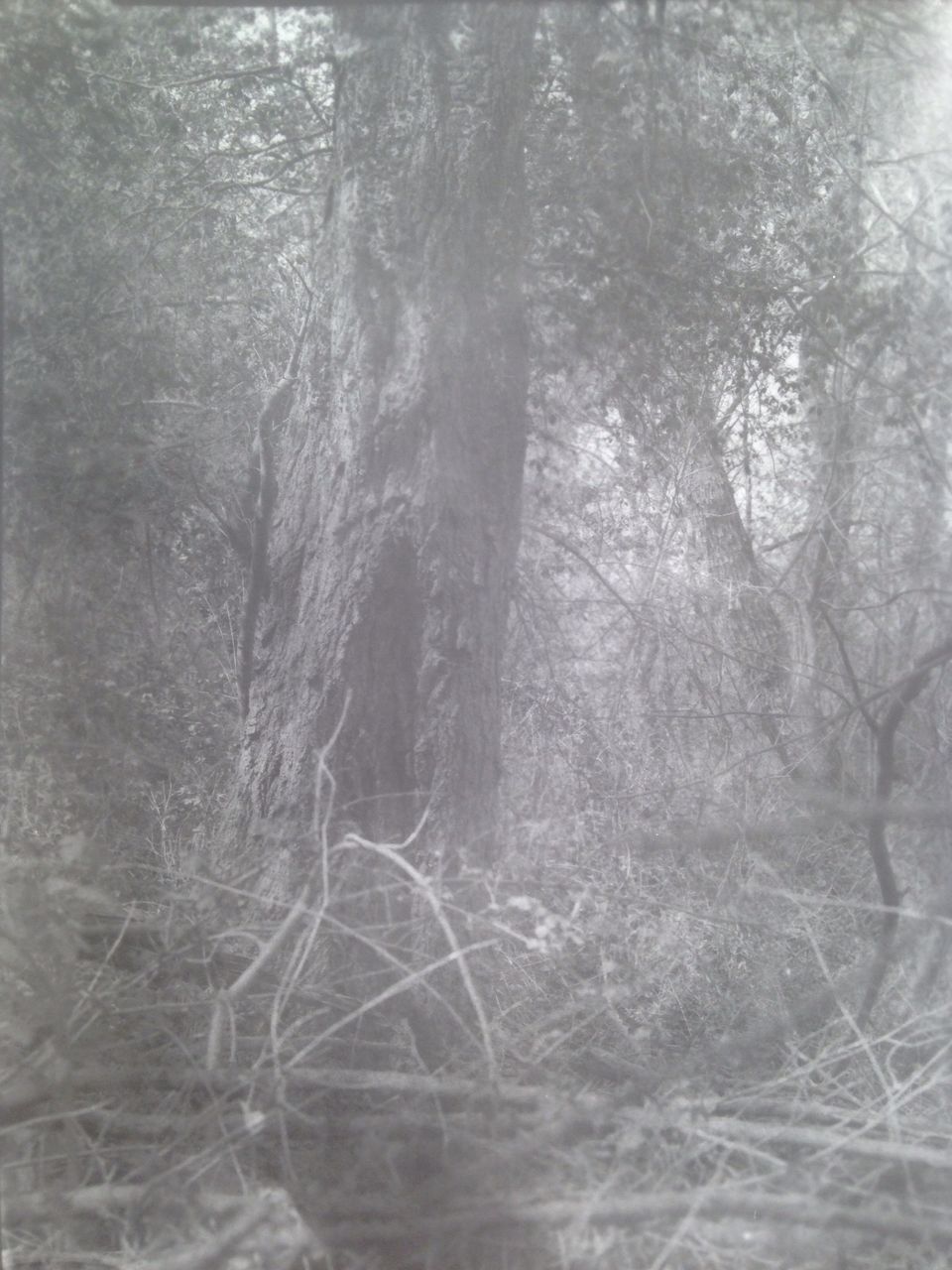 tree, forest, plant, nature, no people, land, woodland, trunk, tree trunk, day, spooky, winter, environment, fog, branch, cold temperature, tranquility, outdoors, snow, snowing, textured effect