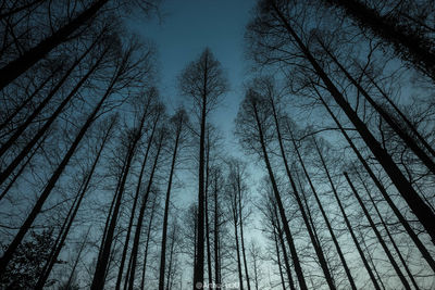 Low angle view of trees against sky