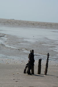 Wooden posts on beach against clear sky