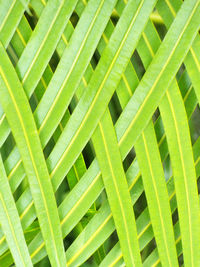 Full frame shot of palm leaf