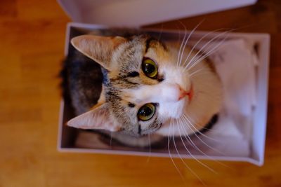 Portrait of cat sitting in box