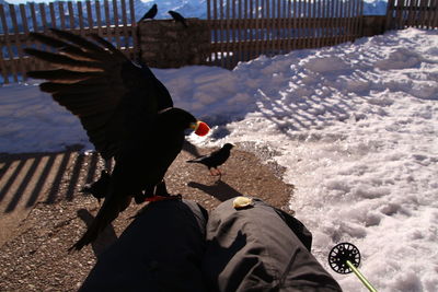 Midsection of man feeding birds during winter