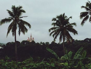 Low angle view of palm trees