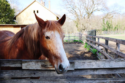 Close-up of horse standing in stable