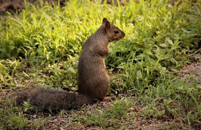 Squirrel sitting on field