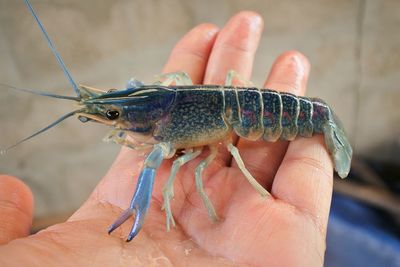 Cropped hand of person holding prawn