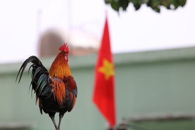 Rooster on field