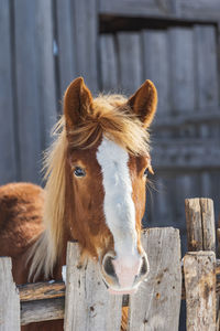 Horse in stable