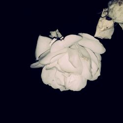 Close-up of white rose against black background