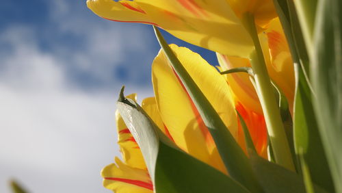 Close-up of yellow flowers tulips