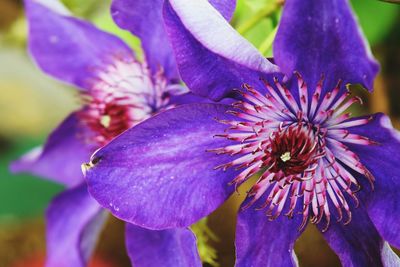 Close-up of purple flower