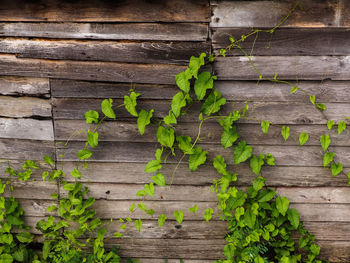 Close-up of ivy growing on wall