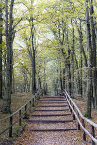 Footpath amidst trees in forest