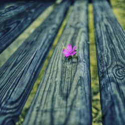 Close-up of purple flowering plant on wooden plank