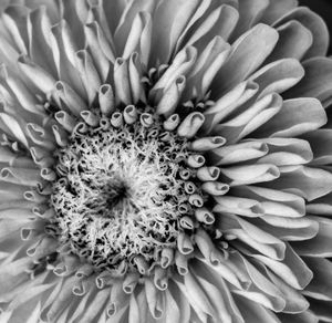 Full frame shot of flowering plant