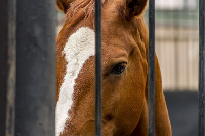 Close-up of a horse