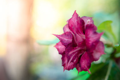 Close-up of pink rose flower