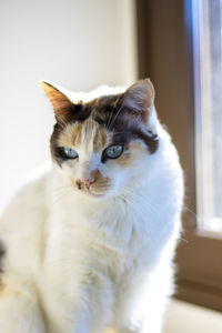 Close-up portrait of a cat at home