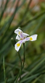 Close-up of white flowers blooming outdoors