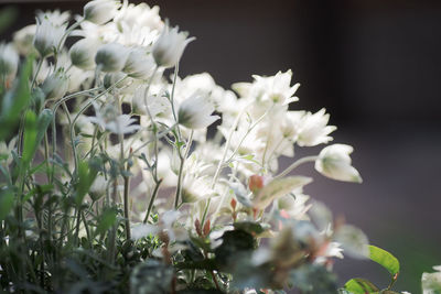 Close-up of white flowers