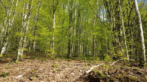 Trees growing in forest