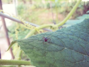 Close-up of insect on leaf