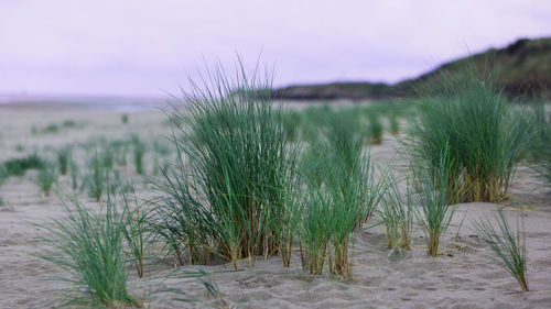 Plants growing on field