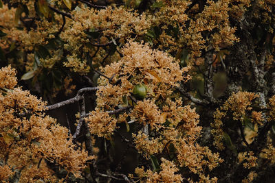 High angle view of plant growing in tree