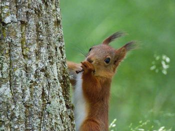 Squirrel on tree trunk