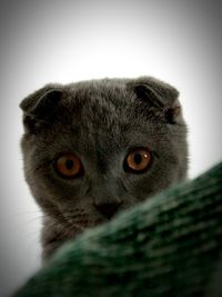 Close-up portrait of cat