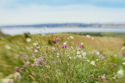 Close-up of flowers blooming in field