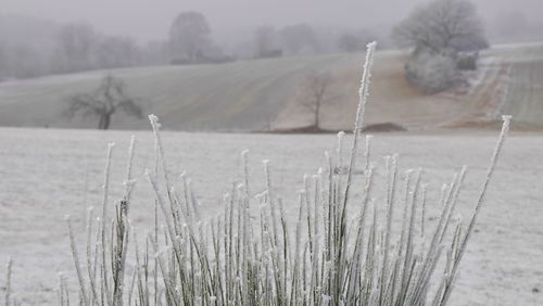 Close-up of snow on field during winter